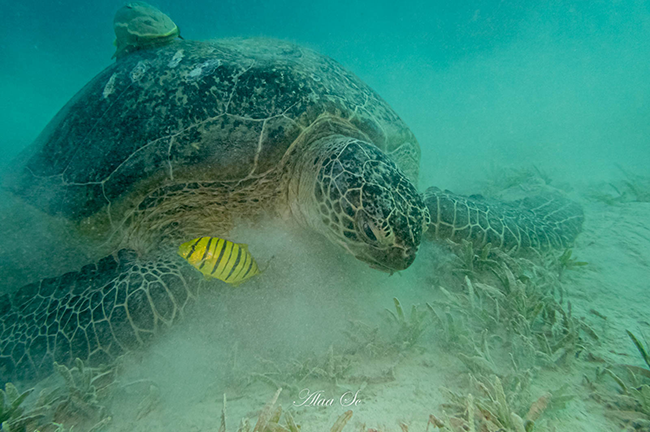 tortue verte