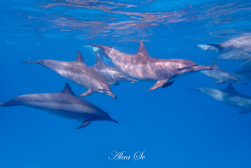 dauphins