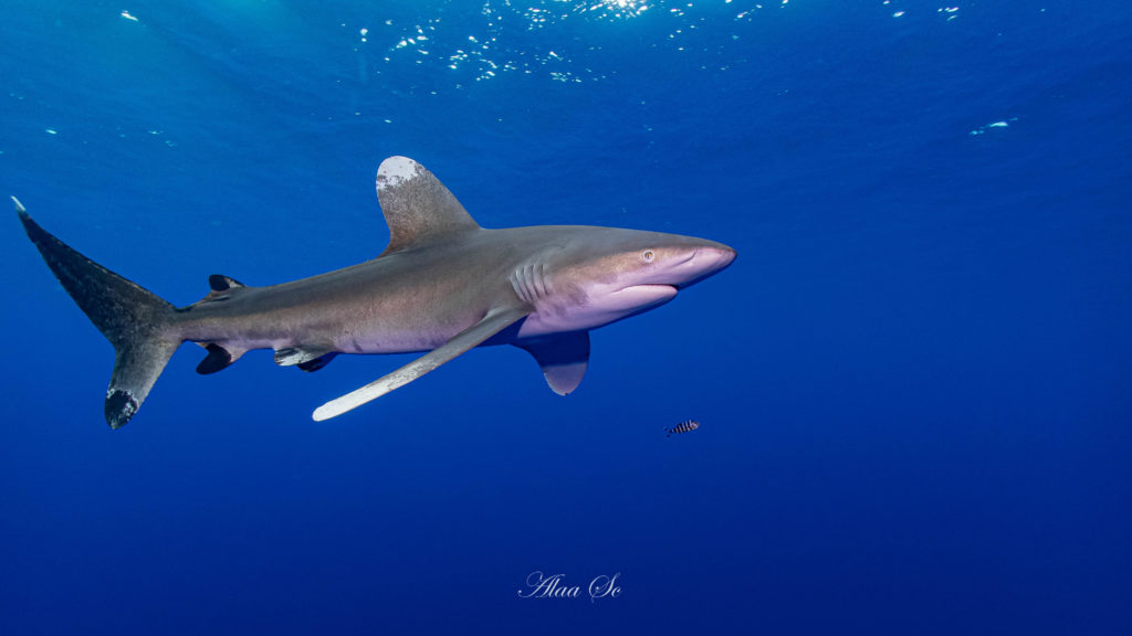 requin longimanus