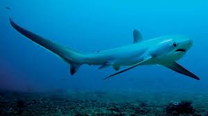 requin renard