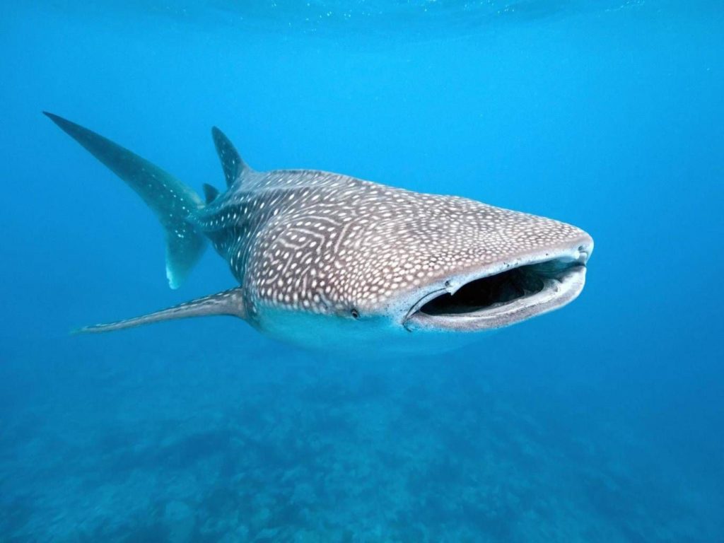 requin baleine