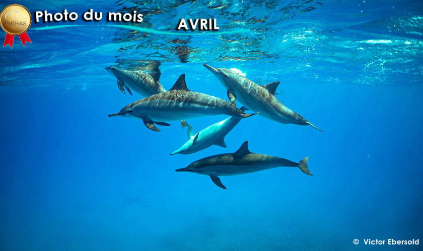 photo du mois avril 2025