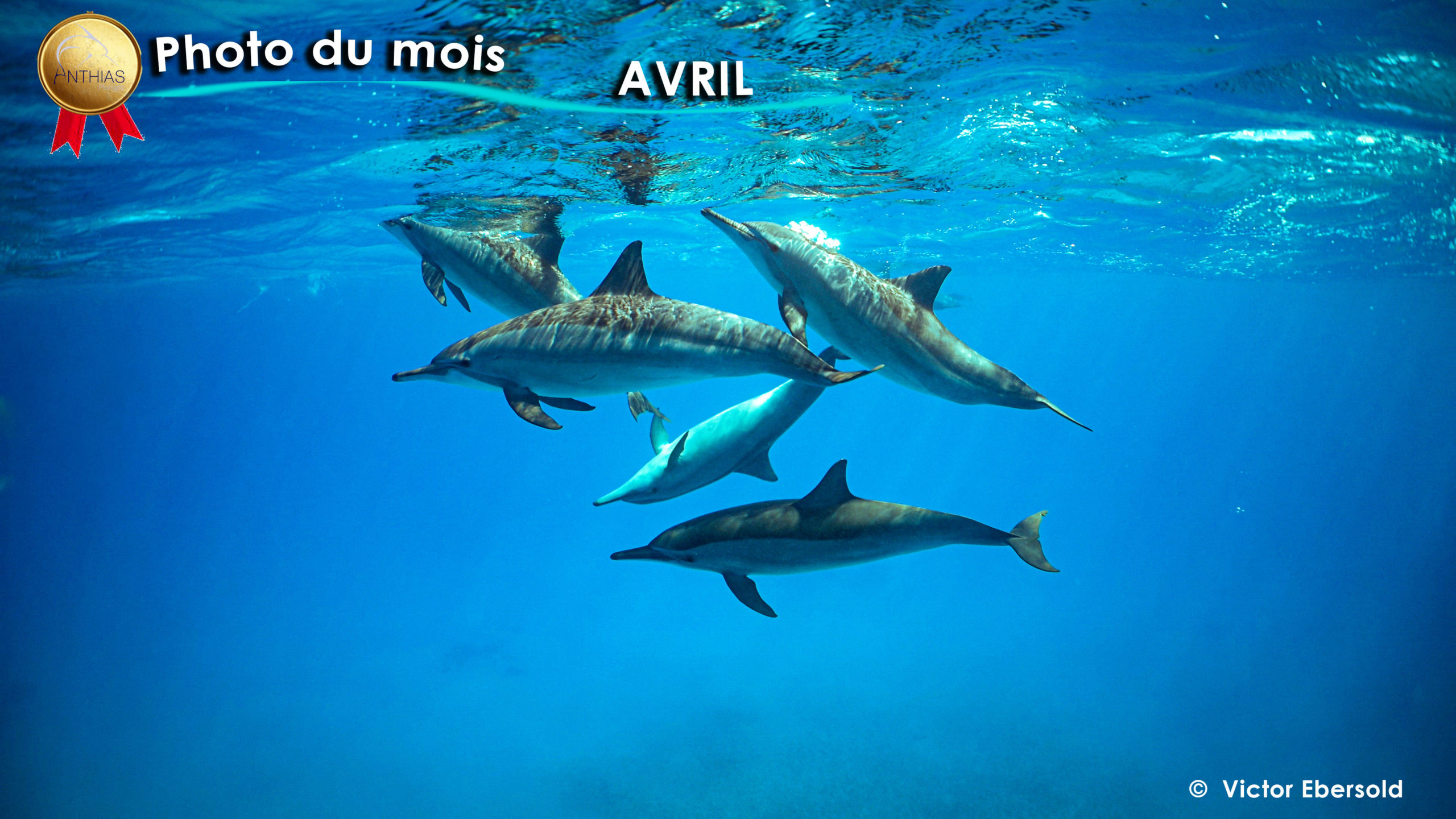 photo du mois avril 2025