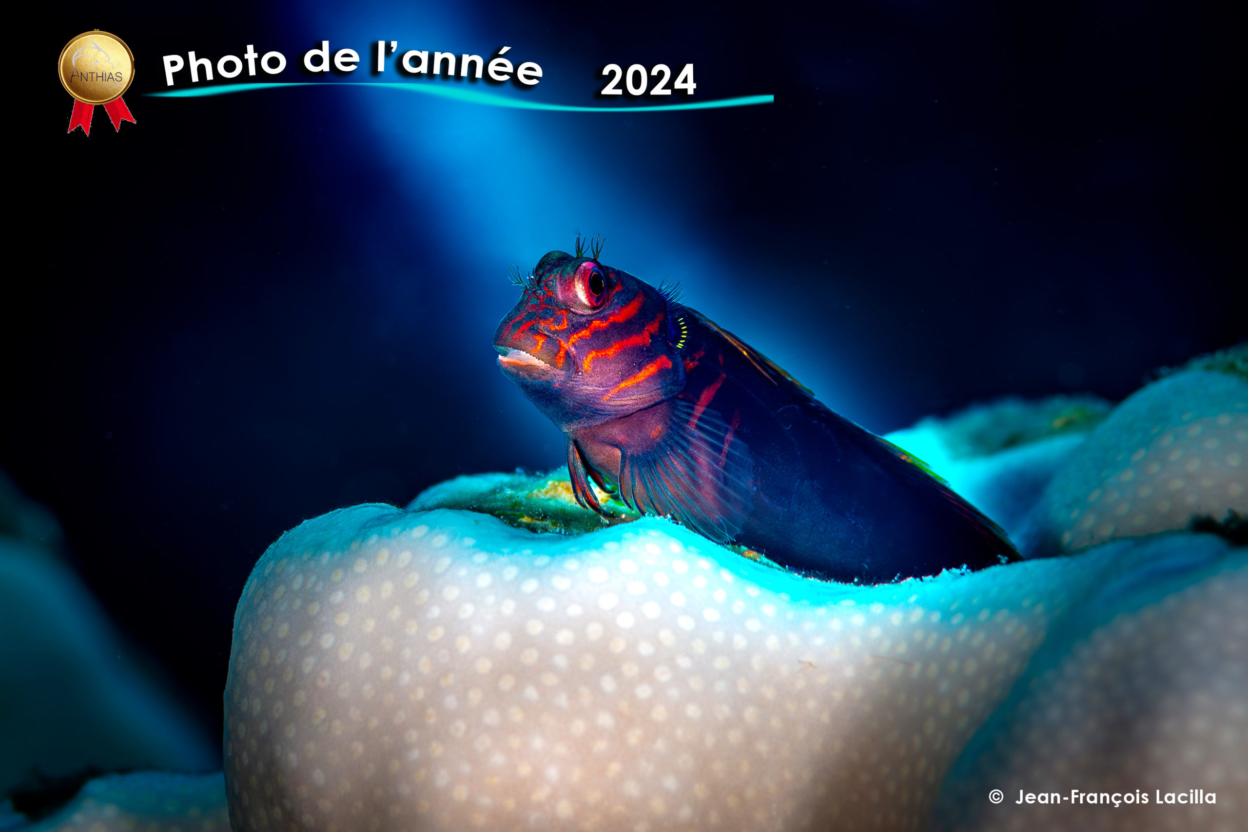 la photo de l'année 2024